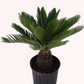 King Sago Palm, 10" Pot