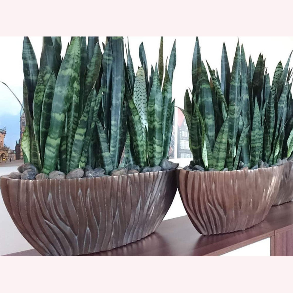 snake plant sansevieria trifasciata sansevieria zeylanica plant Sansevieria Trifasciata Zeylanica, 6" Pot