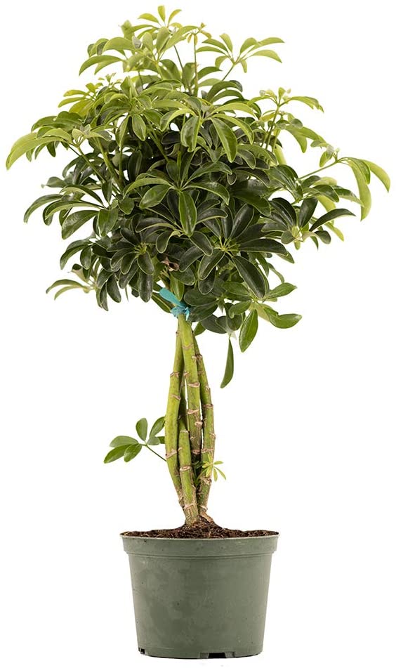 Dwarf Hawaiian Umbrella Tree, 6" Pot