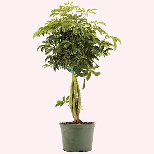 Dwarf Hawaiian Umbrella Tree, 6" Pot