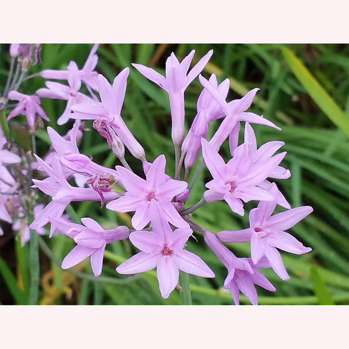 Society Garlic blooms.