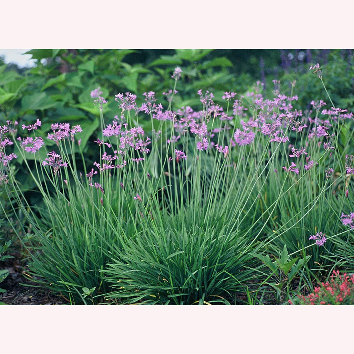 Society Garlic blooms.