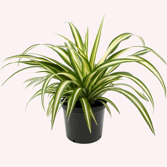 Spider Plant in a 6" pot.