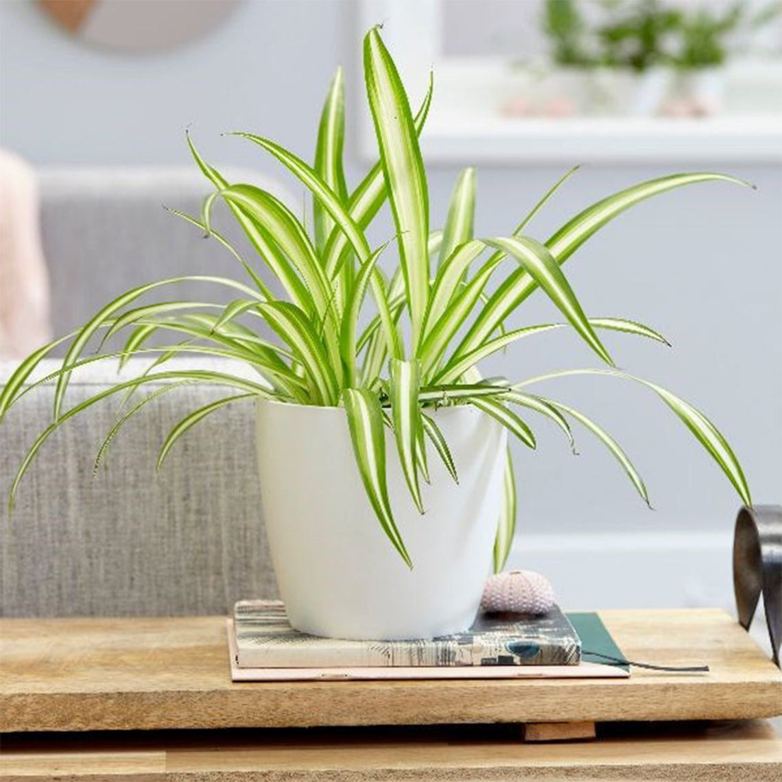 Spider Plant in a 6" white planter.