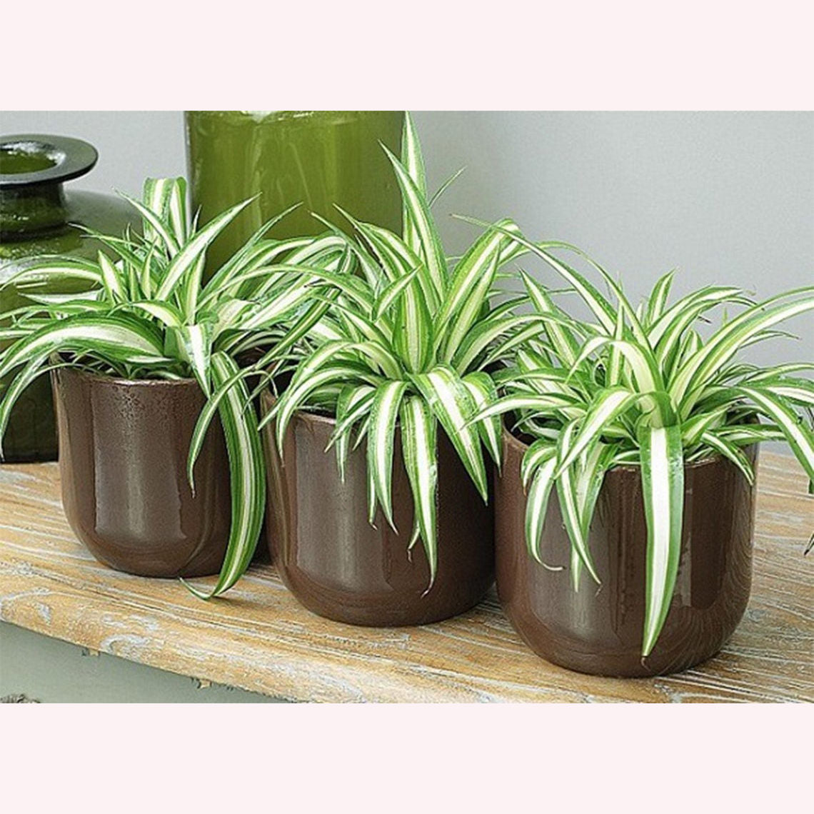 Three Spider Plants in 6" pots.