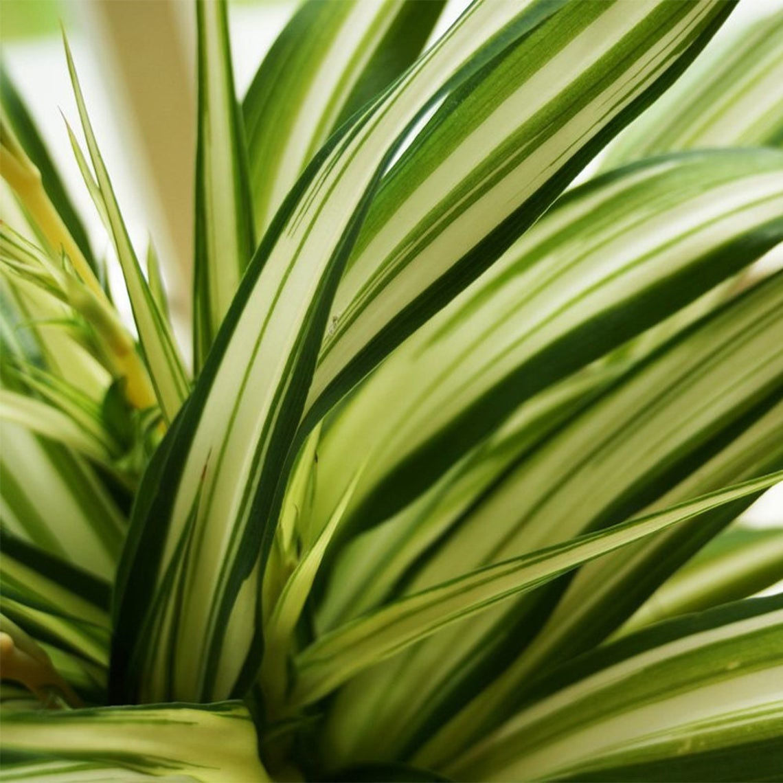 Spider Plant leaves.