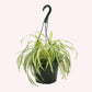 Spider Plant, 8" Hanging Basket