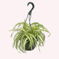 Spider Plant, 8" Hanging Basket