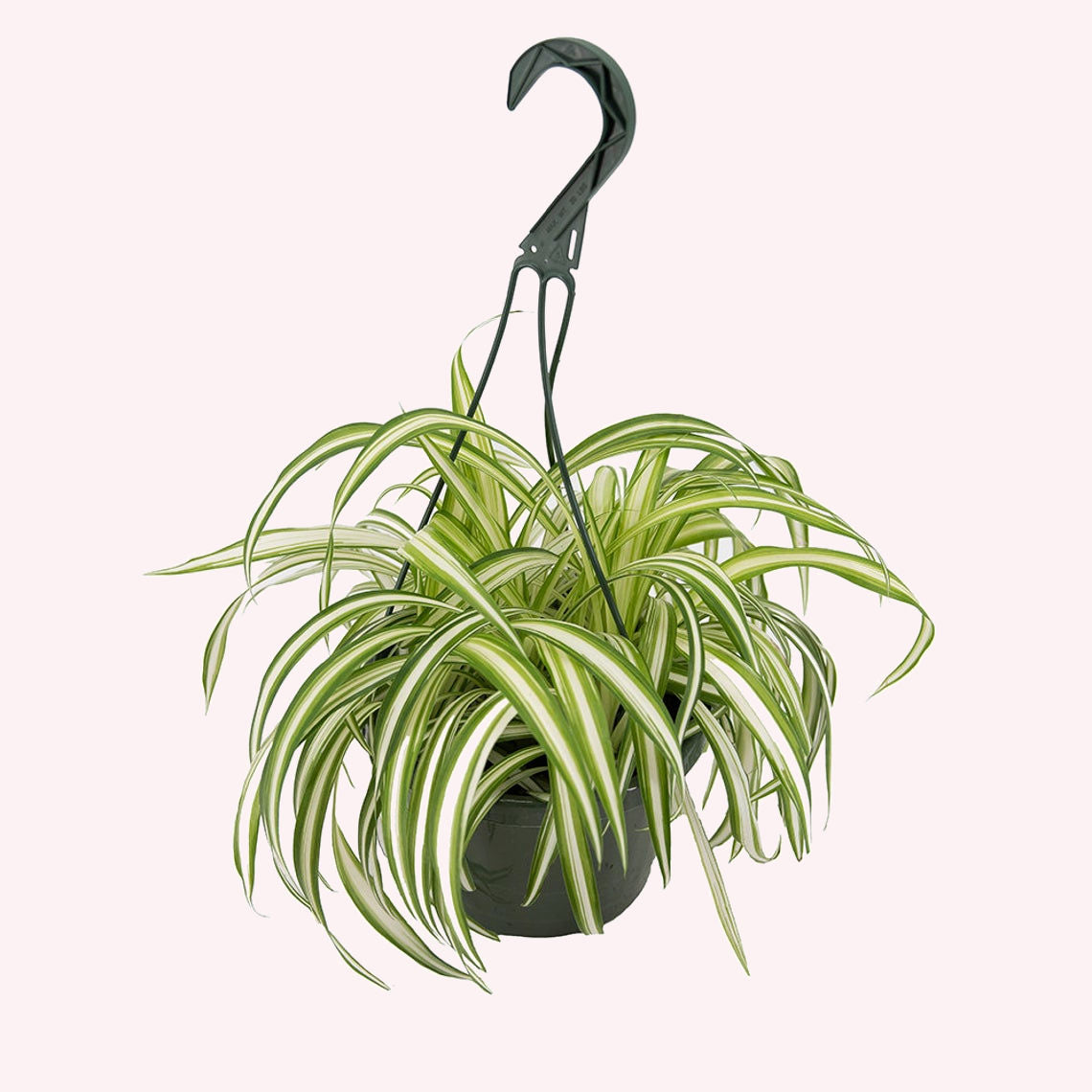 Spider Plant, 8" Hanging Basket