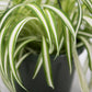 Spider Plant, 8" Hanging Basket