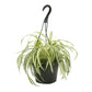 Spider Plant in an 8" hanging basket.