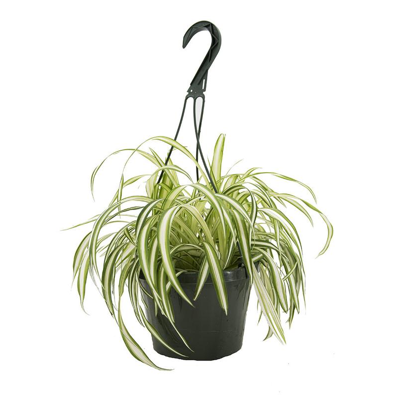 Spider Plant in an 8" hanging basket.