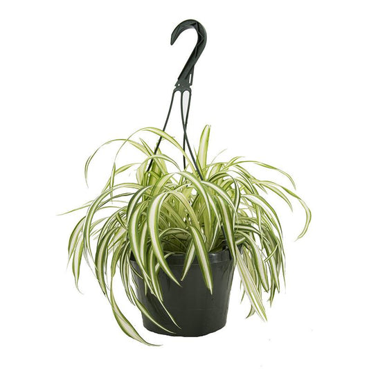 Spider Plant in an 8" hanging basket.