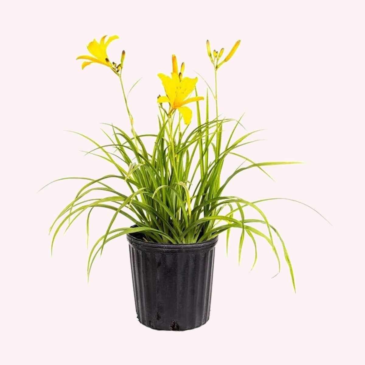 Stella De Oro Daylily, 6" Pot, Yellow Blooms