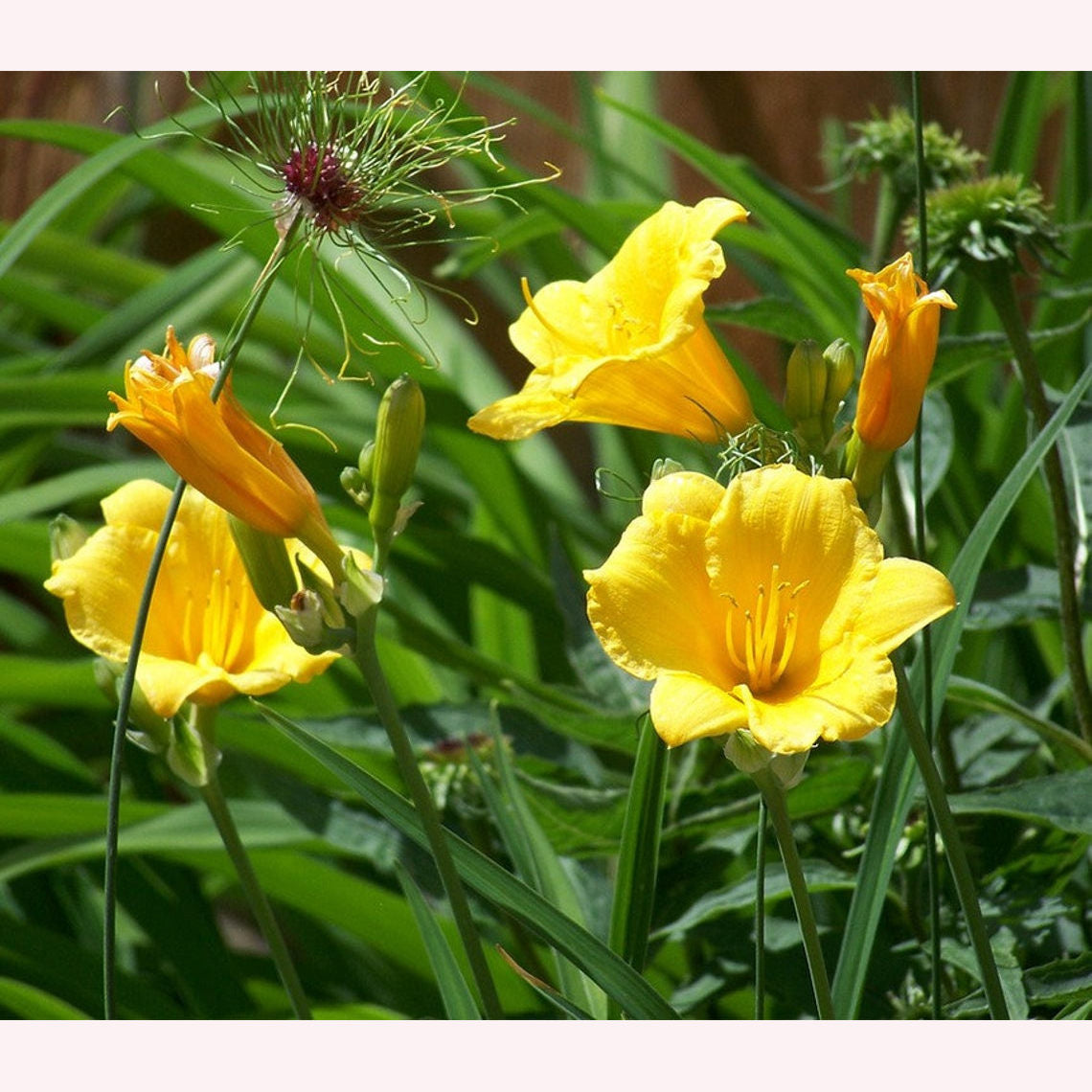 Stella De Oro Daylily, 6" Pot, Yellow Blooms
