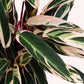 Stromanthe Tri Color, 10" Pot