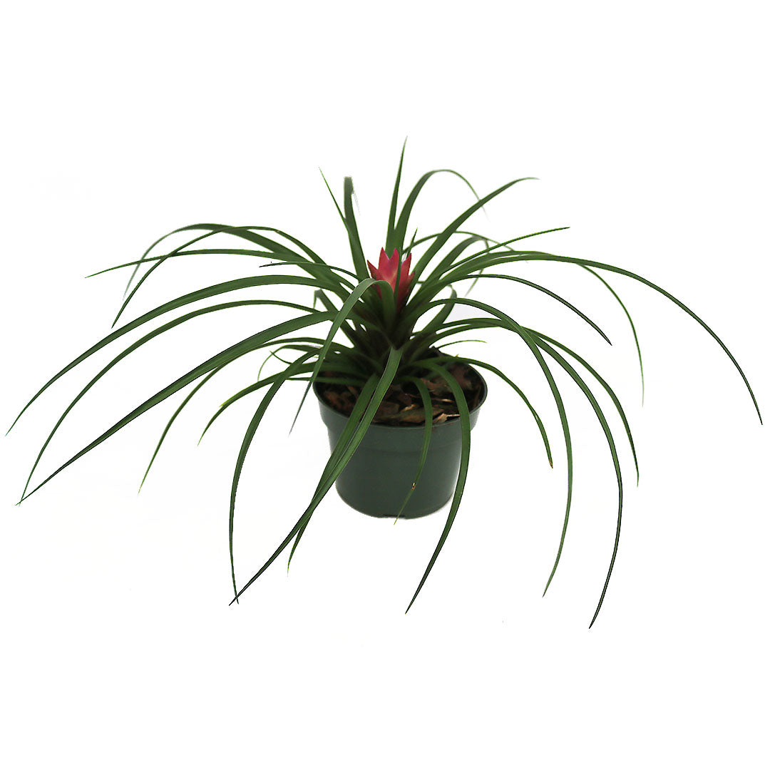 Tillandsia Cyanea Pink, 4" Pot