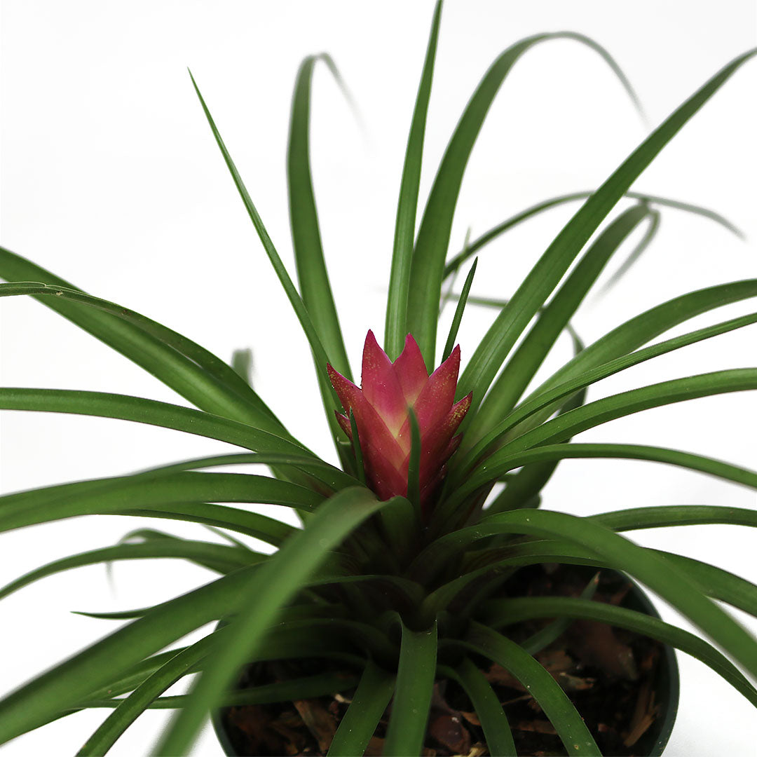 Tillandsia Cyanea Pink, 4" Pot