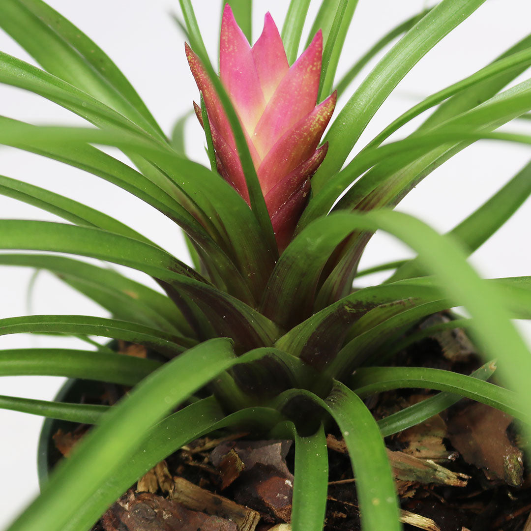 Tillandsia Cyanea Pink, 4" Pot