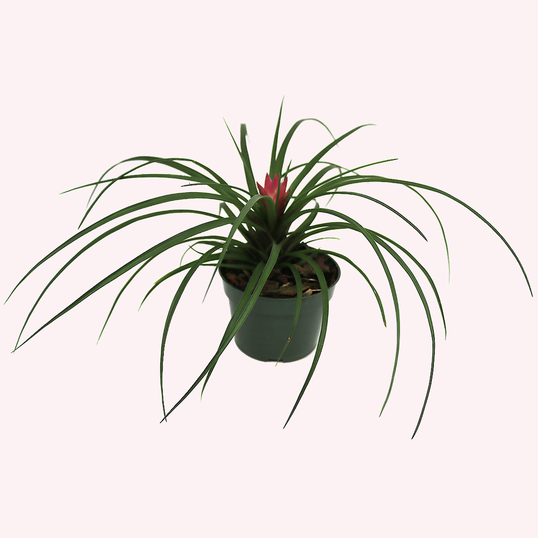 pink quill air plant Tillandsia Cyanea Pink, 4