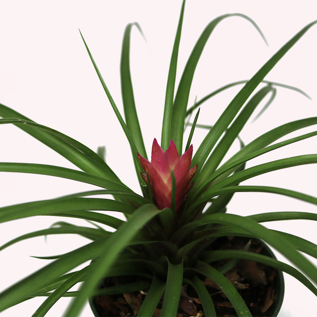 Tillandsia Cyanea Pink, 4" Pot