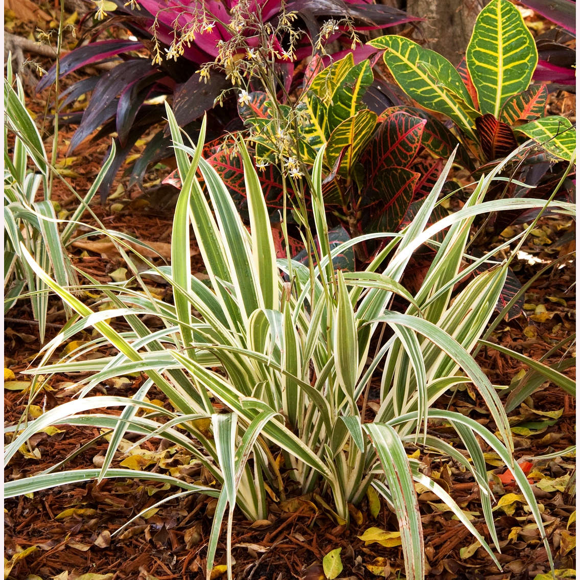 Variegated Flax Lily plant.