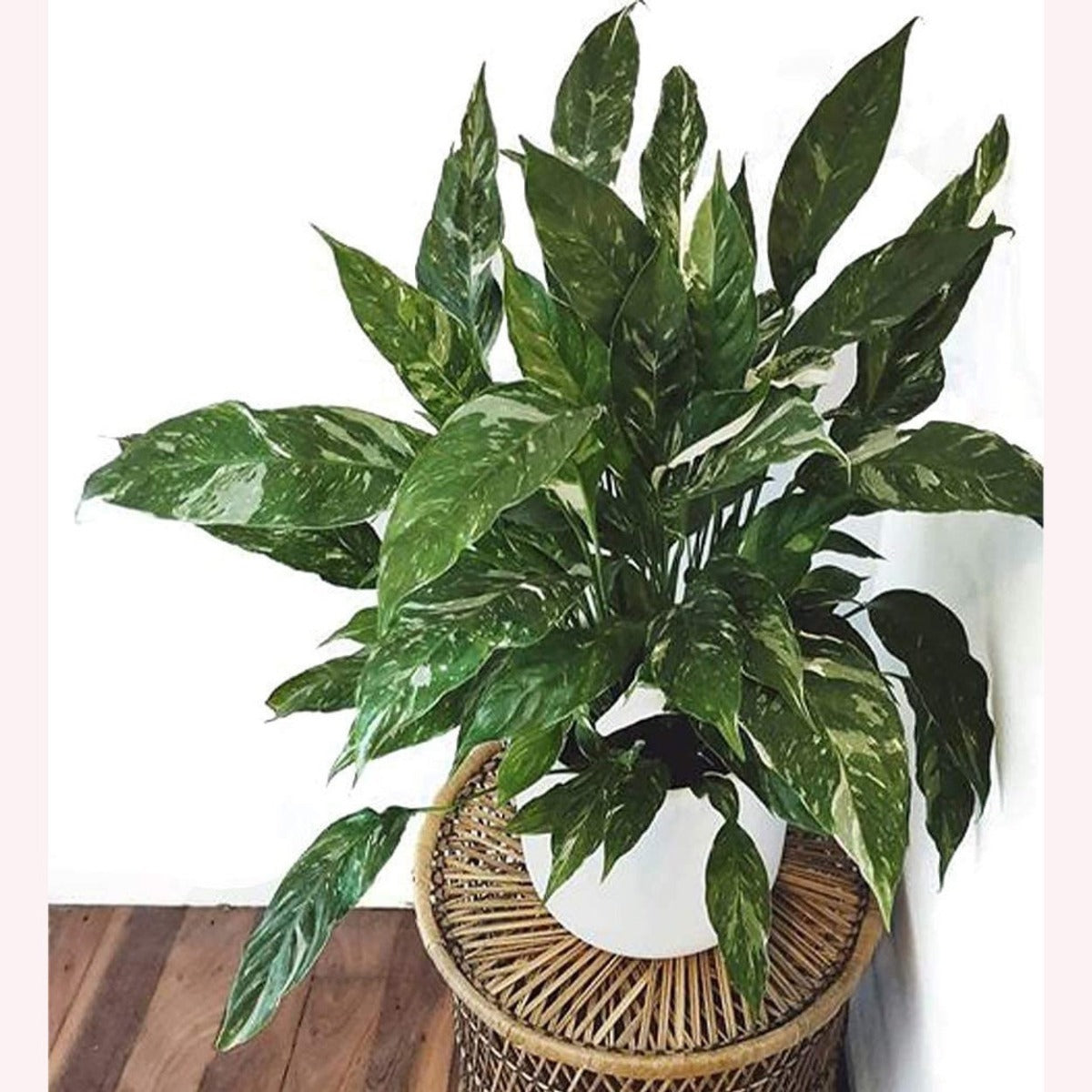 Variegated Spathiphyllum Domino Peace Lily, 6" Pot