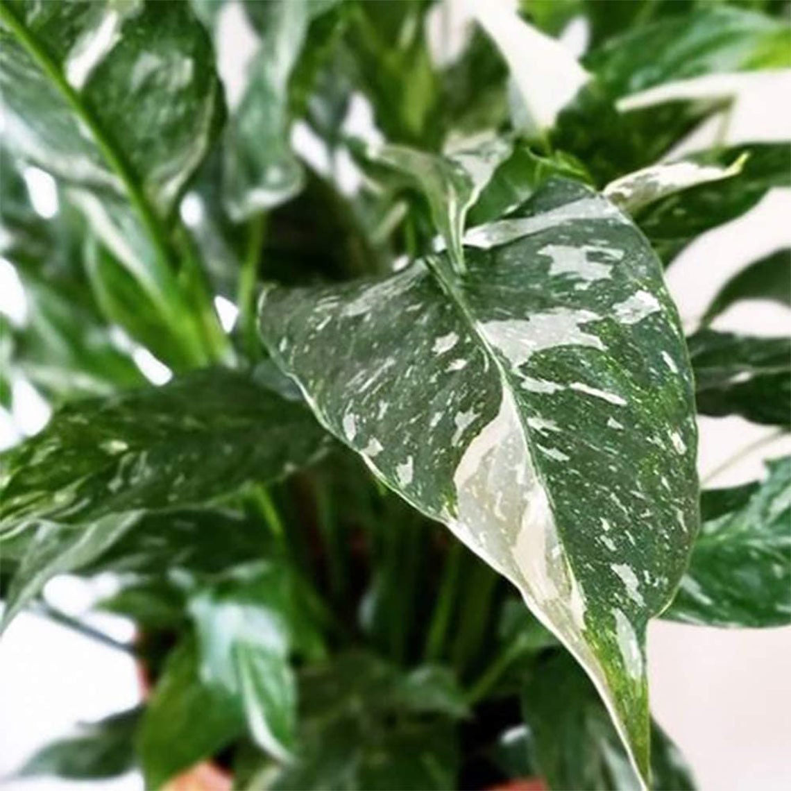 Variegated Spathiphyllum Domino Peace Lily, 6" Pot