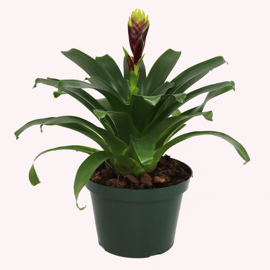 Vriesea Vogue Bromeliad, 6" Pot