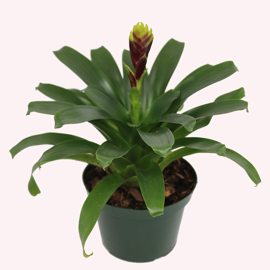 Vriesea Vogue Bromeliad, 6" Pot