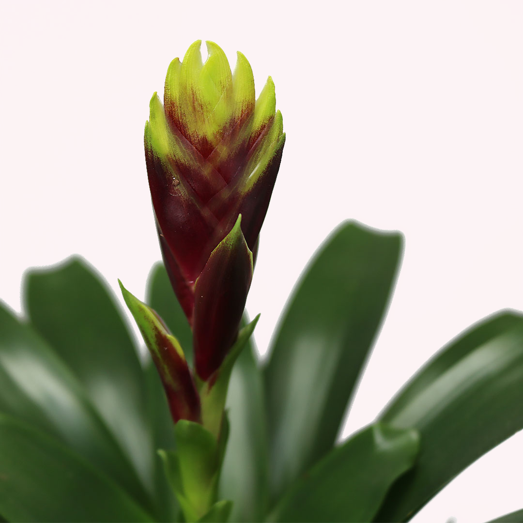 Vriesea Vogue Bromeliad, 6" Pot