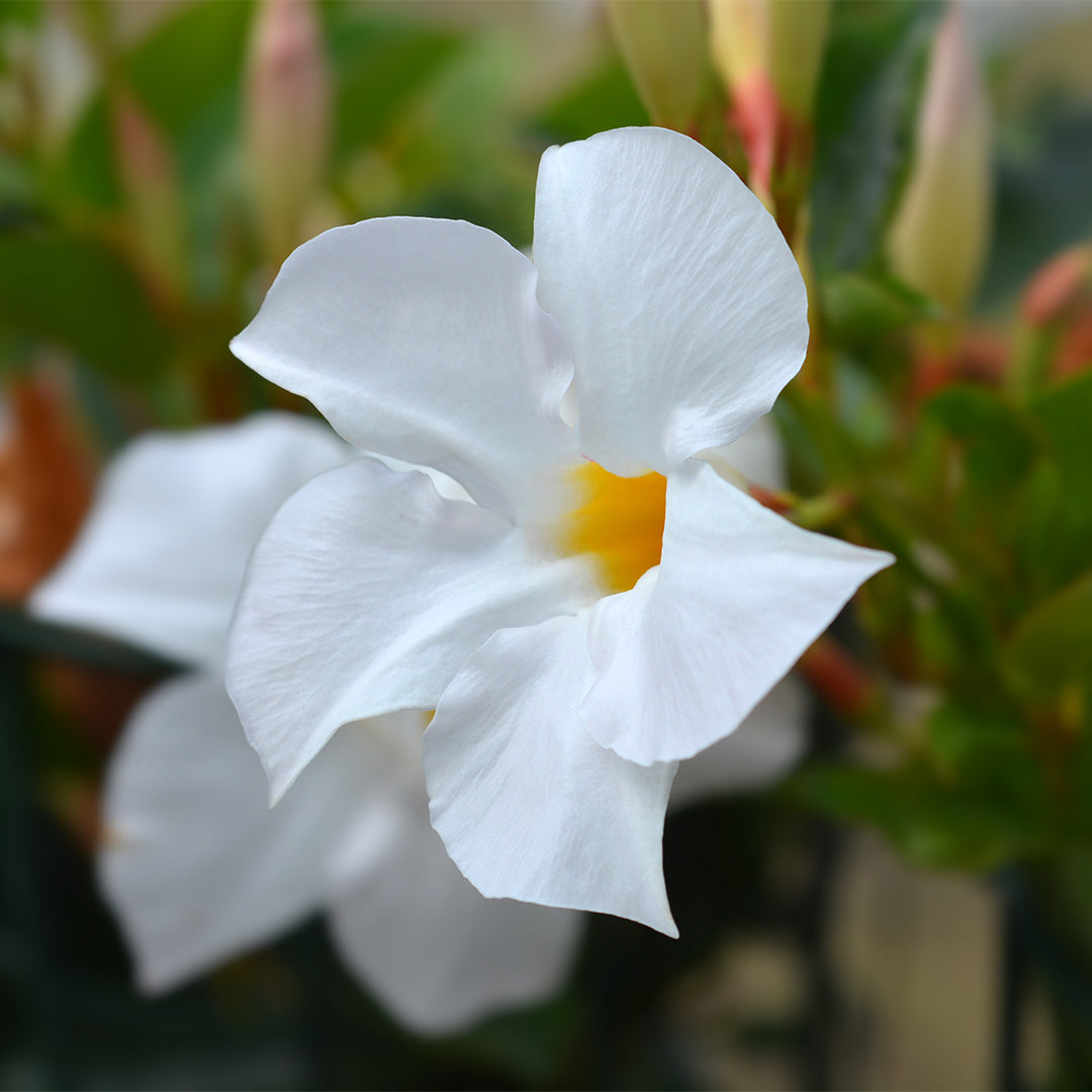 Dipladenia Mandevilla White, 6" Pot, White Flowers