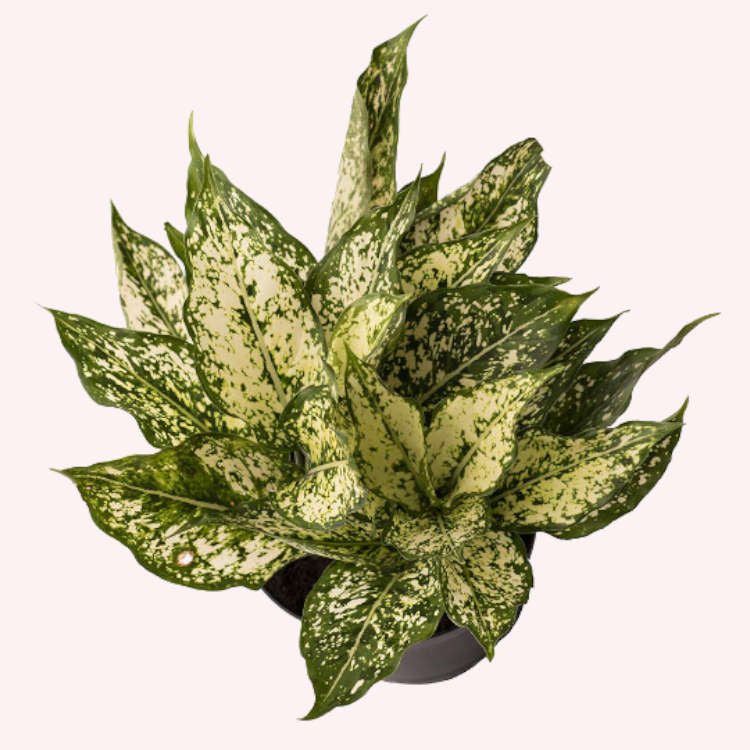Aglaonema Osaka White plant in a 6" pot.