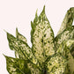 Aglaonema Osaka White plant in a 6" pot.