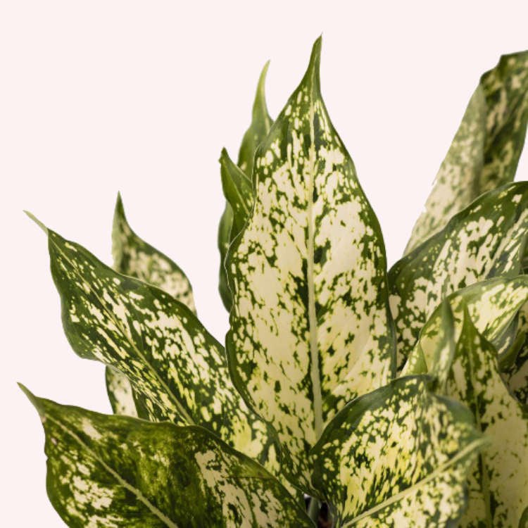 Aglaonema Osaka White plant in a 6" pot.