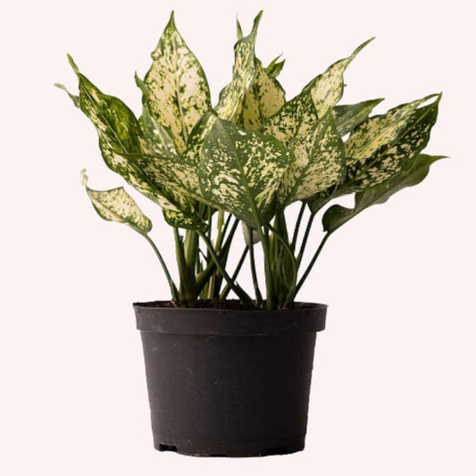 Aglaonema Osaka White plant in a 6" pot.