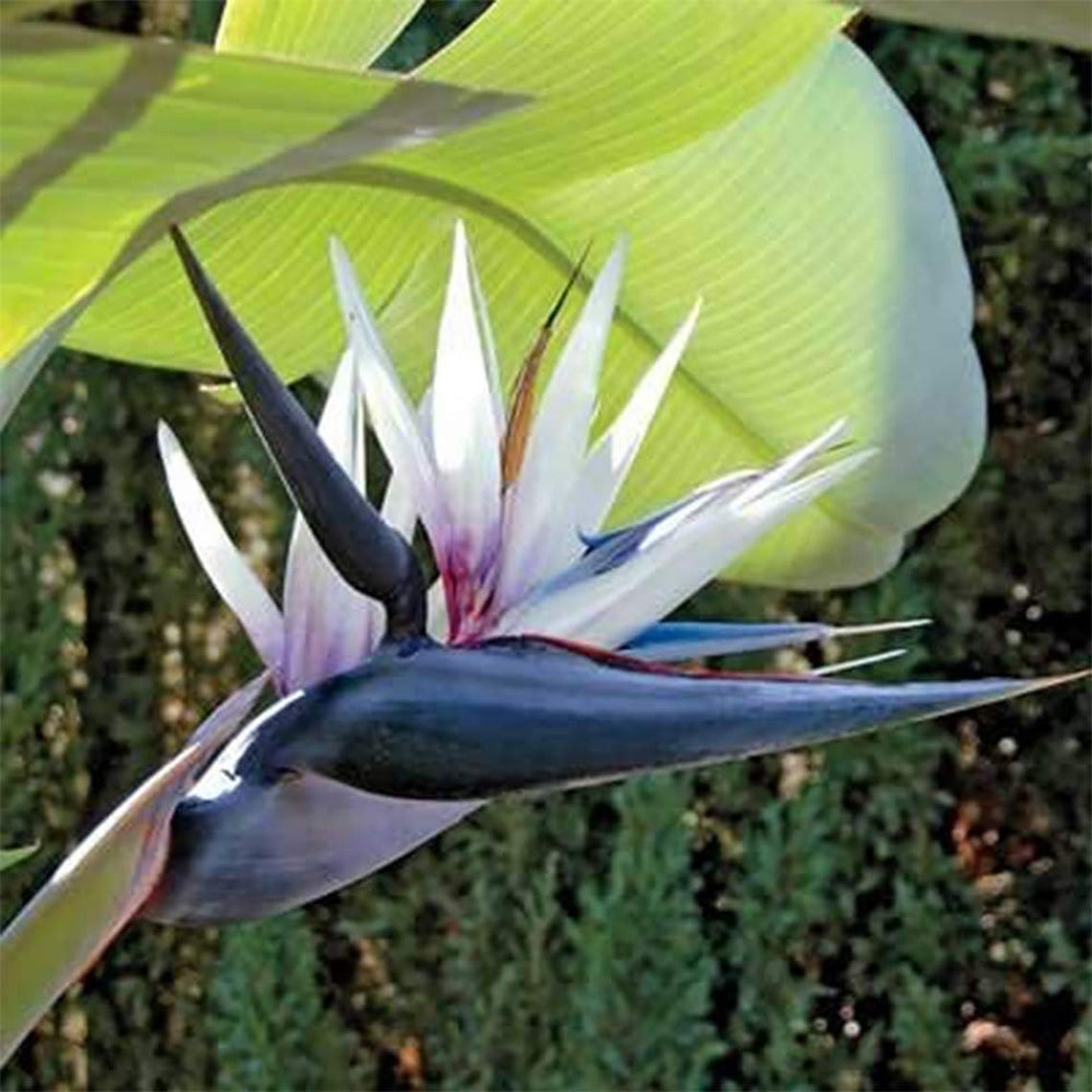 White Bird of Paradise, 6" Pot