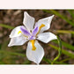 White African Iris flower.