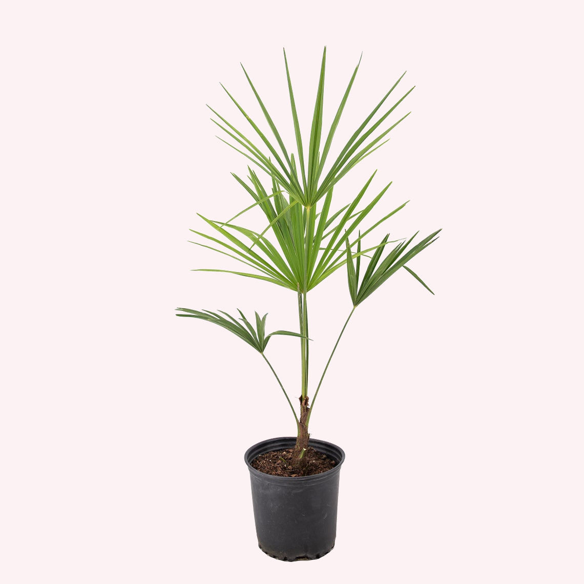 Windmill Palm Tree in a 6 pot.