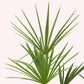 Windmill Palm Tree leaves.