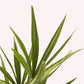 Windmill Palm Tree leaves.