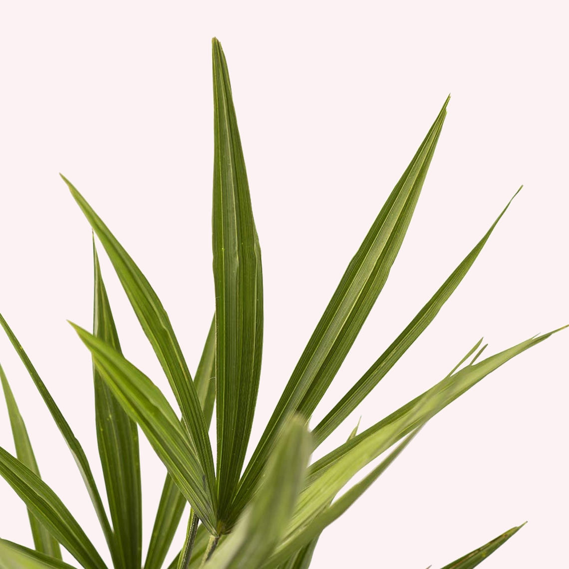 Windmill Palm Tree leaves.