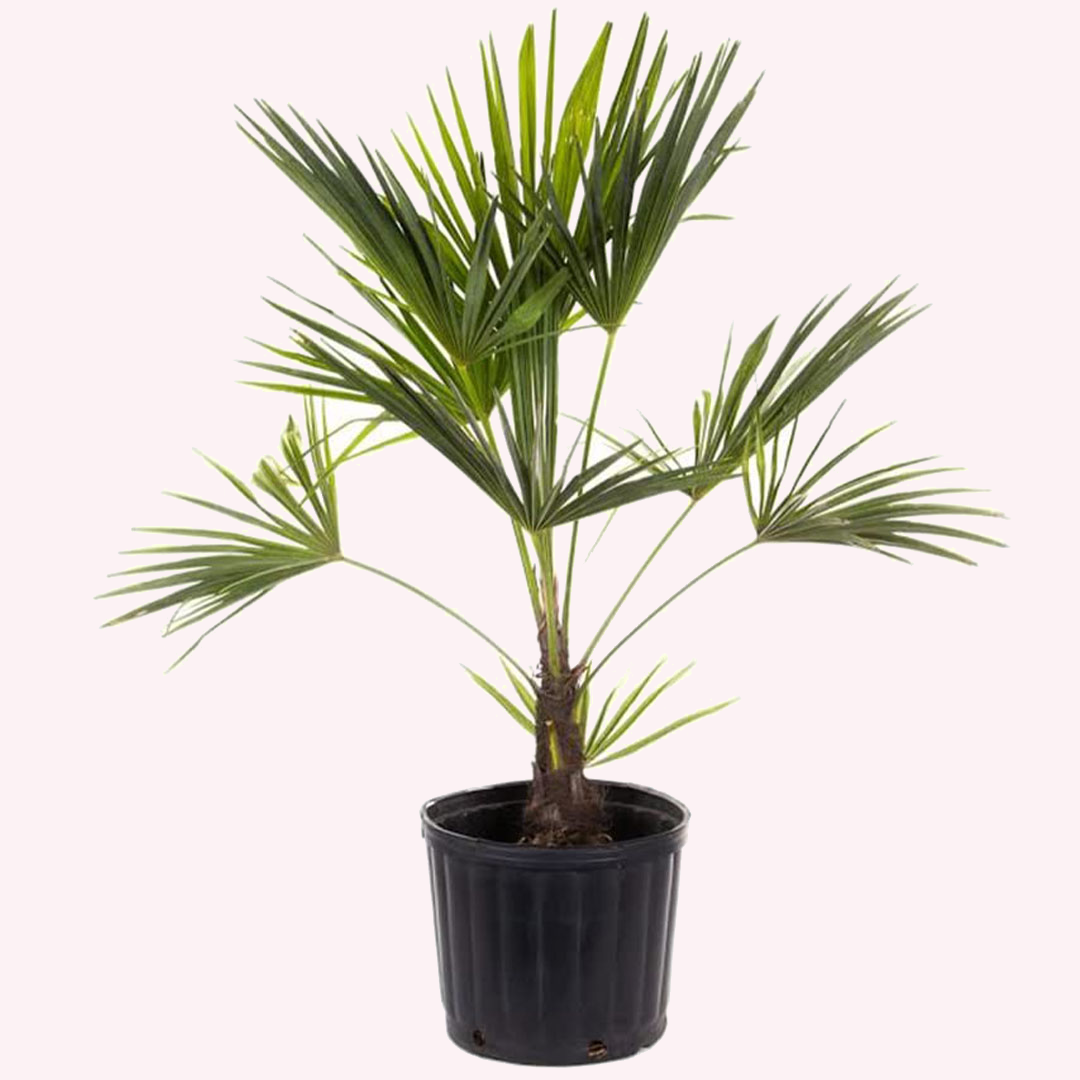 Windmill Palm Tree, 10" Pot