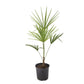 Windmill Palm Tree in a 6 pot.