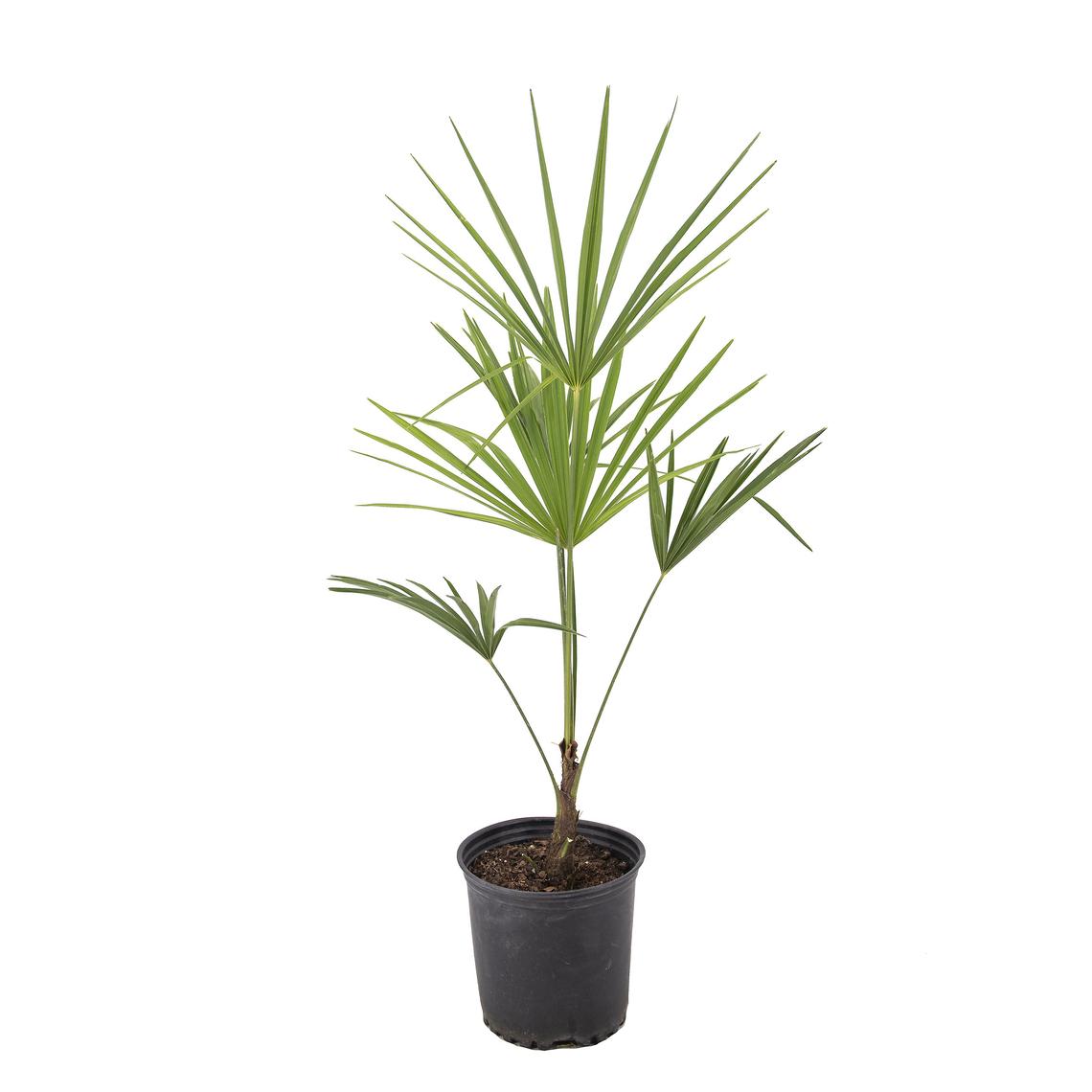 Windmill Palm Tree in a 6 pot.